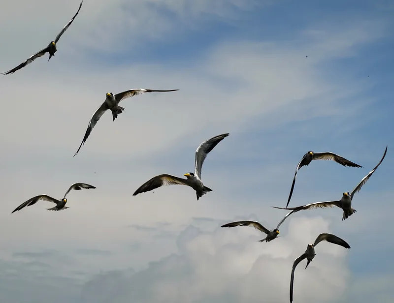 birds