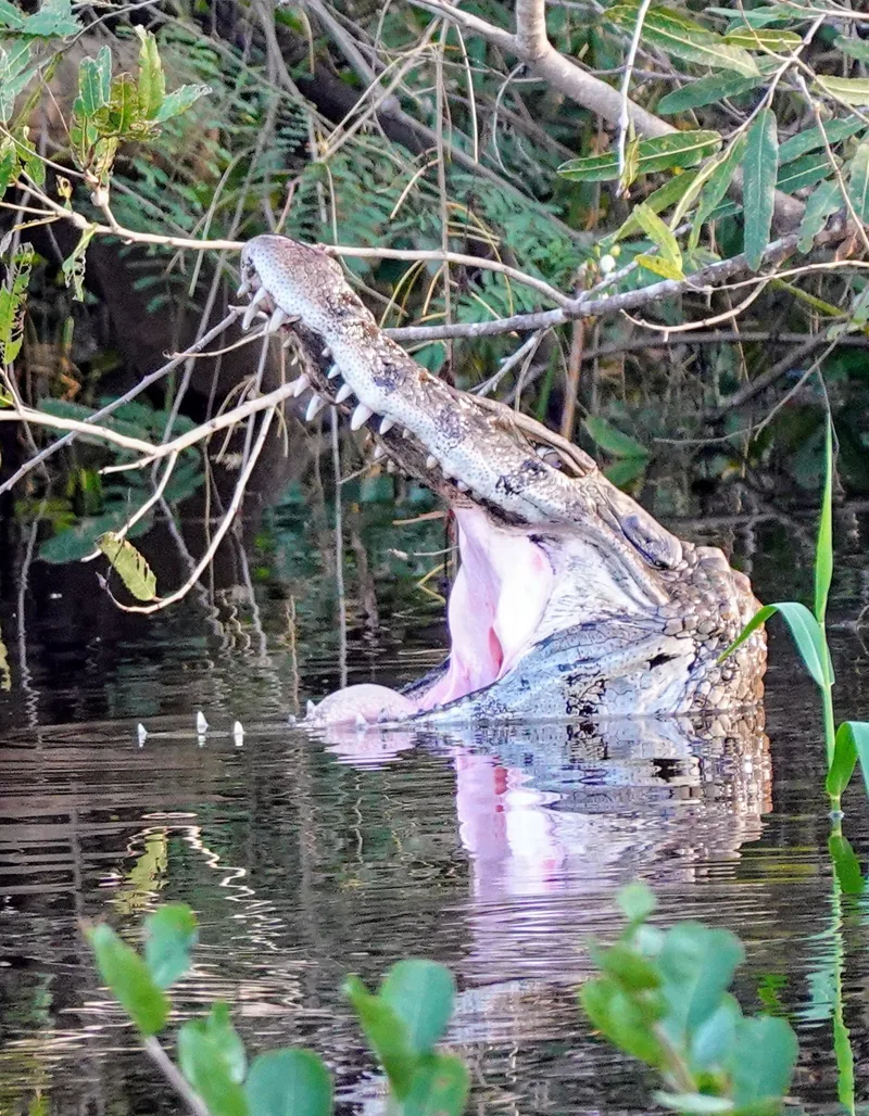 caiman