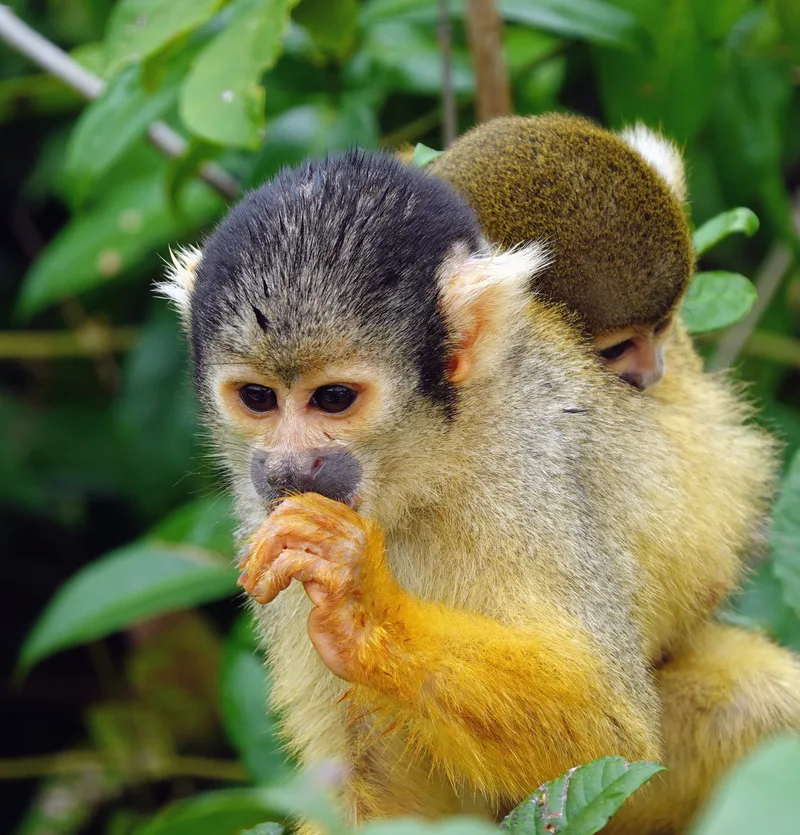 capuchin