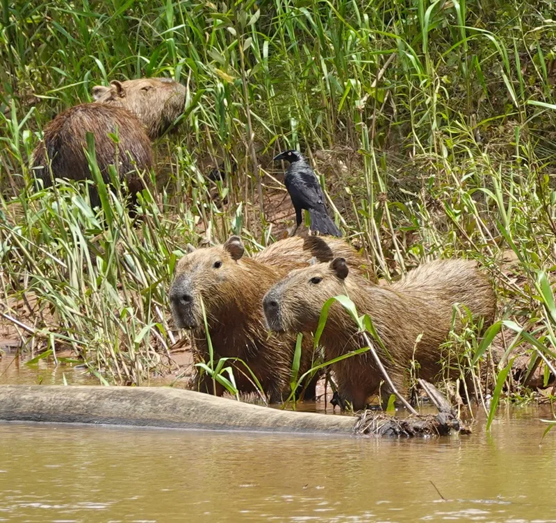 capybaras