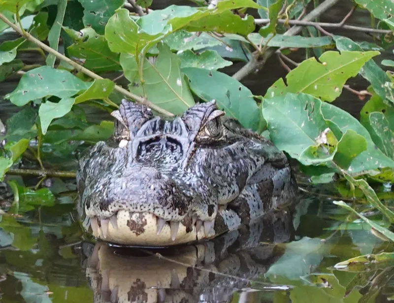 Caiman on the riverbank