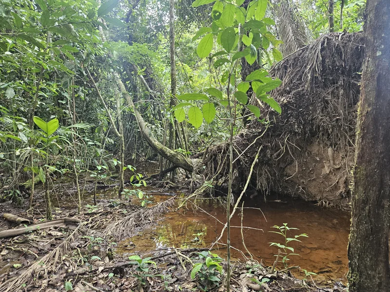 Cutting through the forest