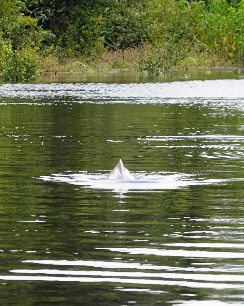 riverdolphin
