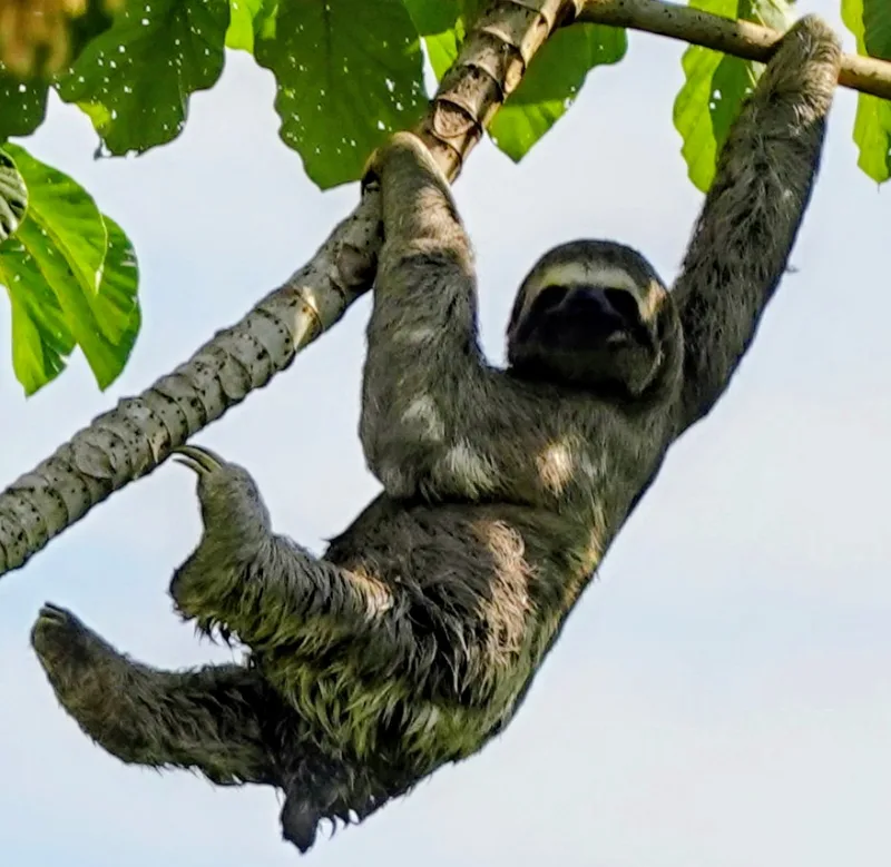 sloth