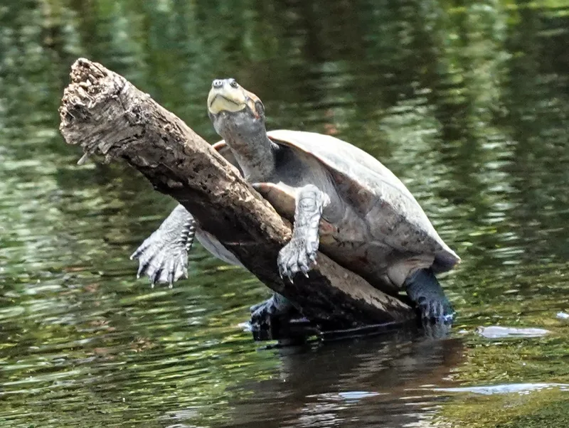 turtle