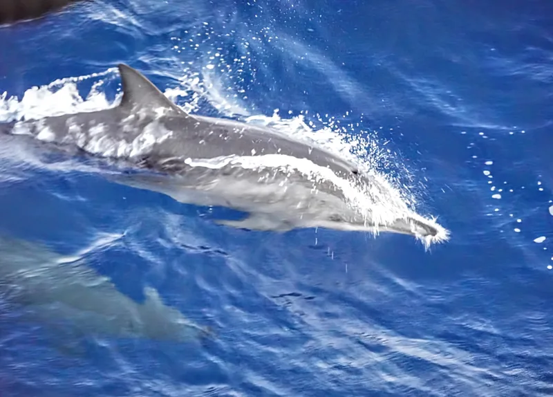 dolphins