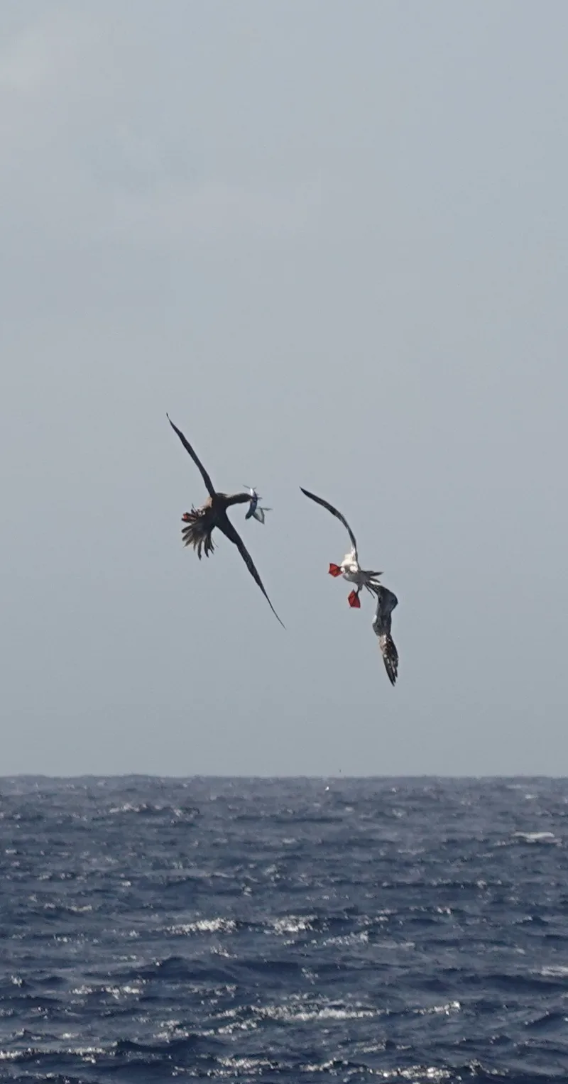 Boobies at sea
