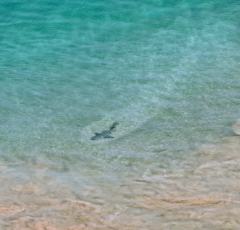 shark