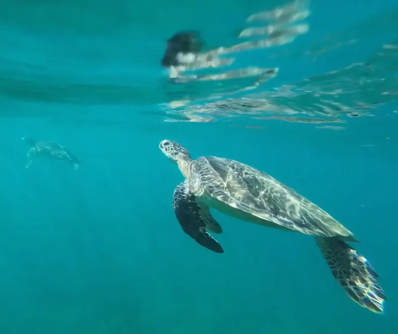 turtle