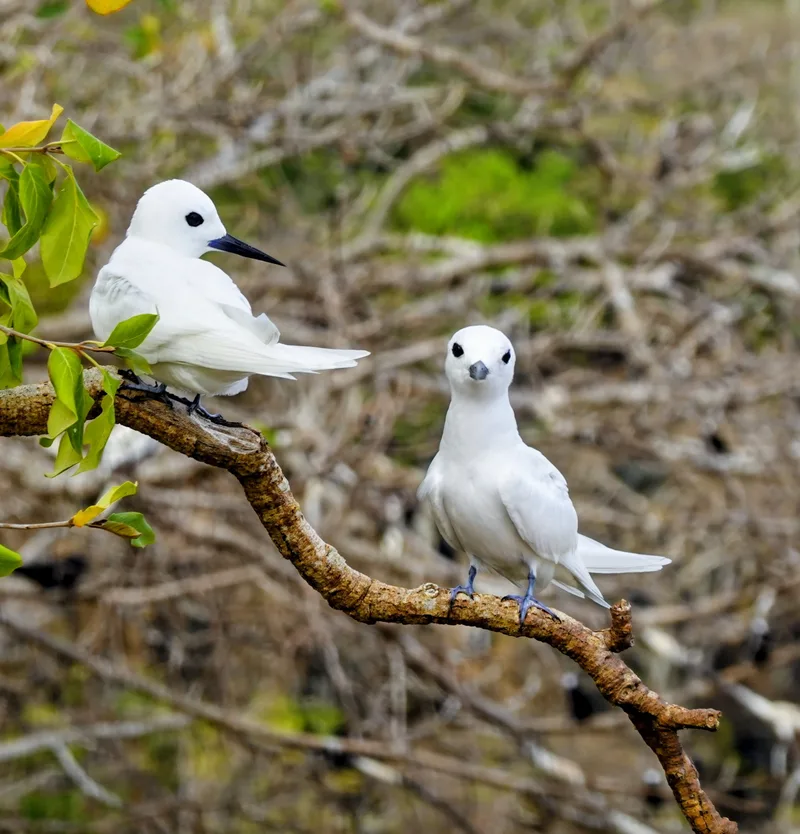 whitebirds