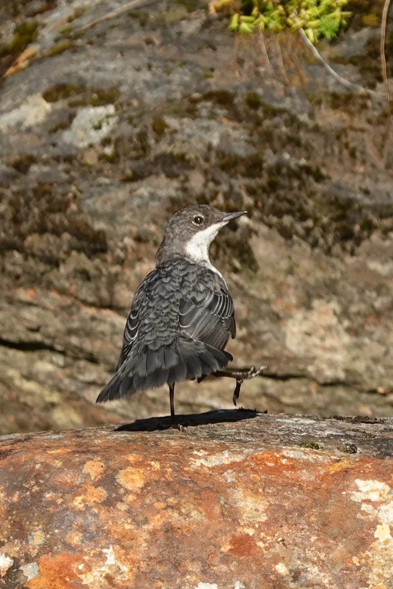 bird
