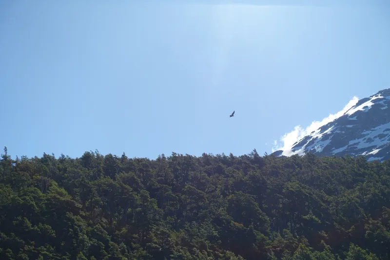 condor