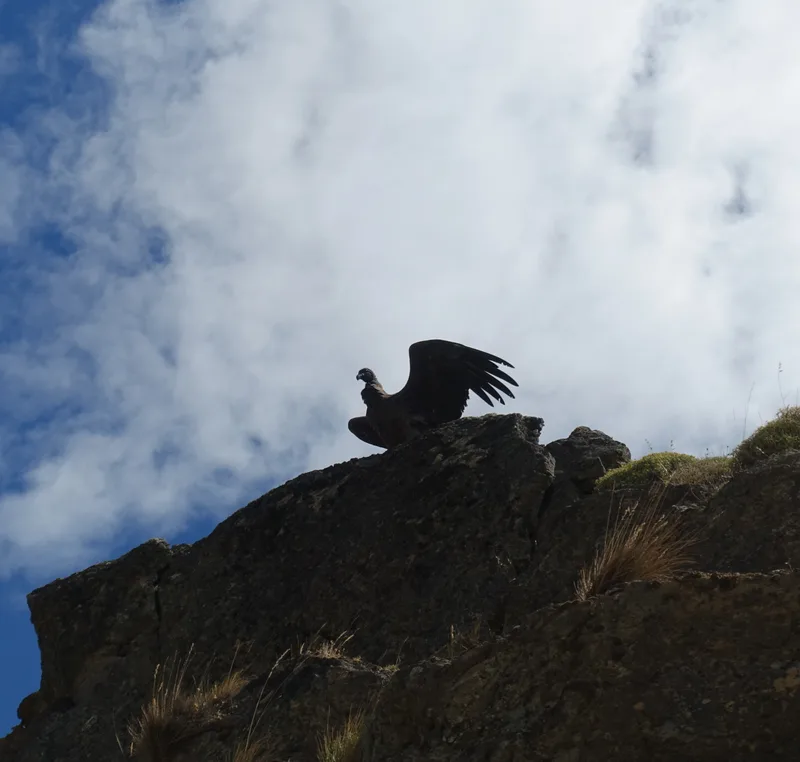 condor2