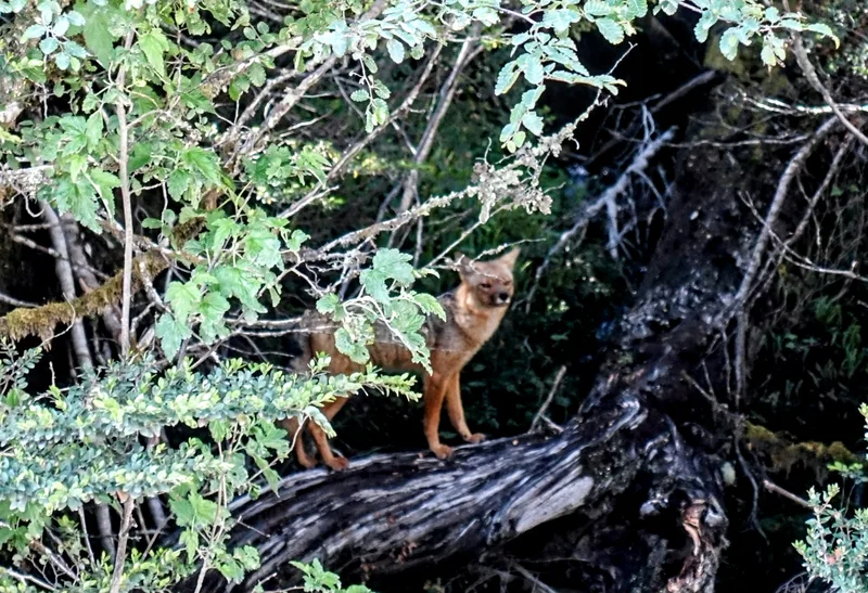 fox