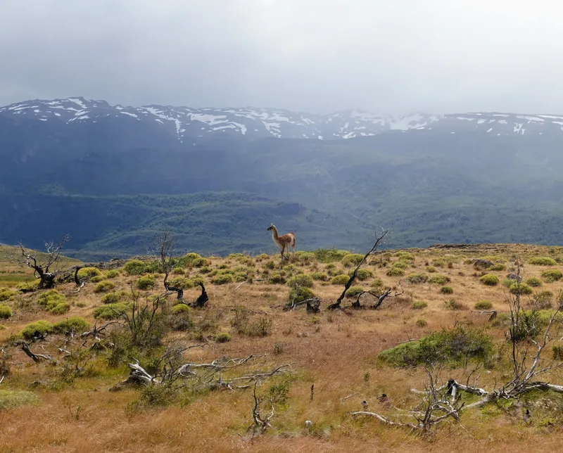 guanacos