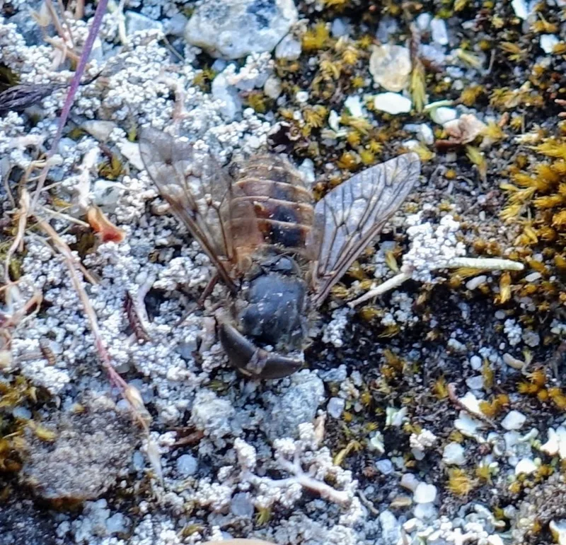 horsefly