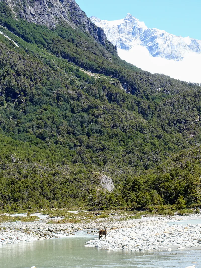A rare huemul deer