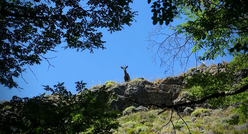 huemul2
