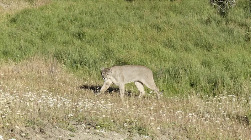 Puma in Patagonia National Park