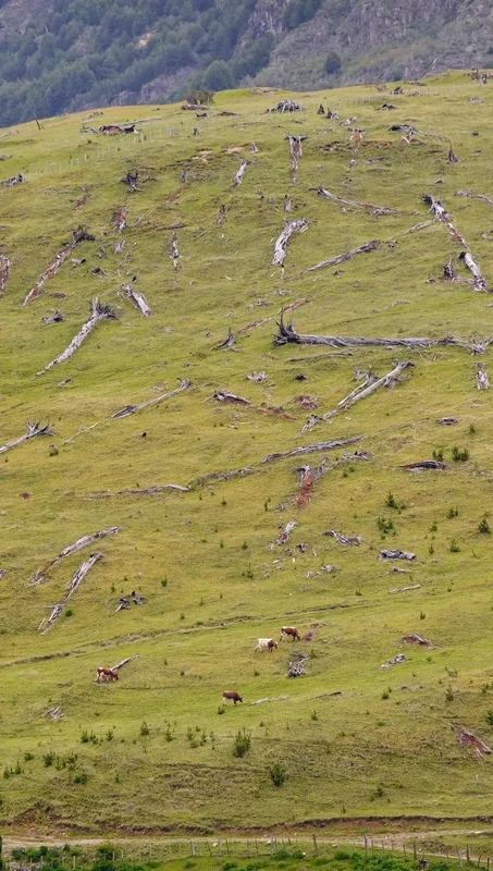 deforestation