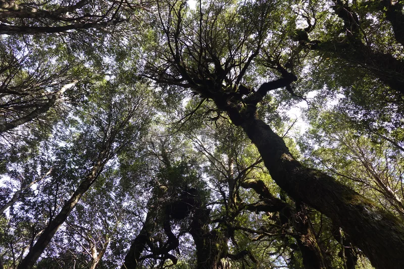 ents