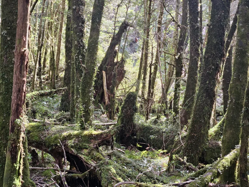 forest