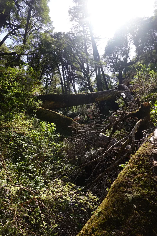 The fallen forest