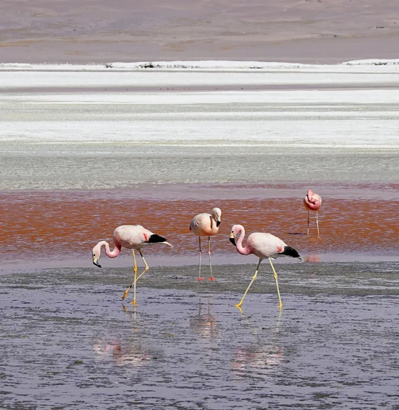 boliviaflamingos