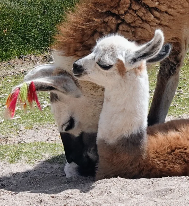 bolivialama
