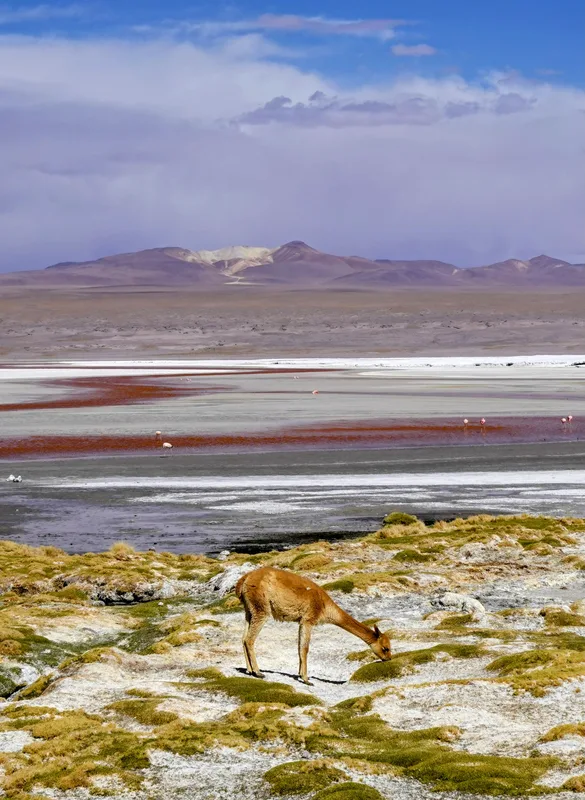 boliviaviguna