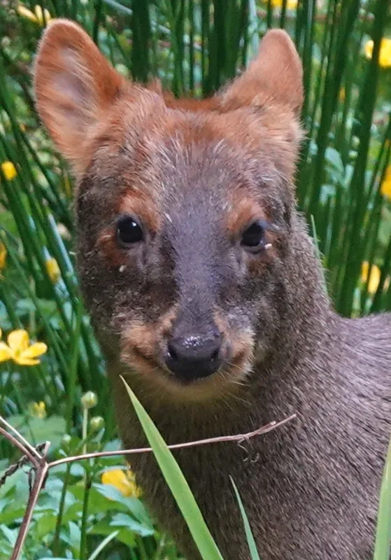 chiloepudu