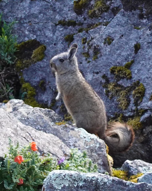 salkantaytrekpika