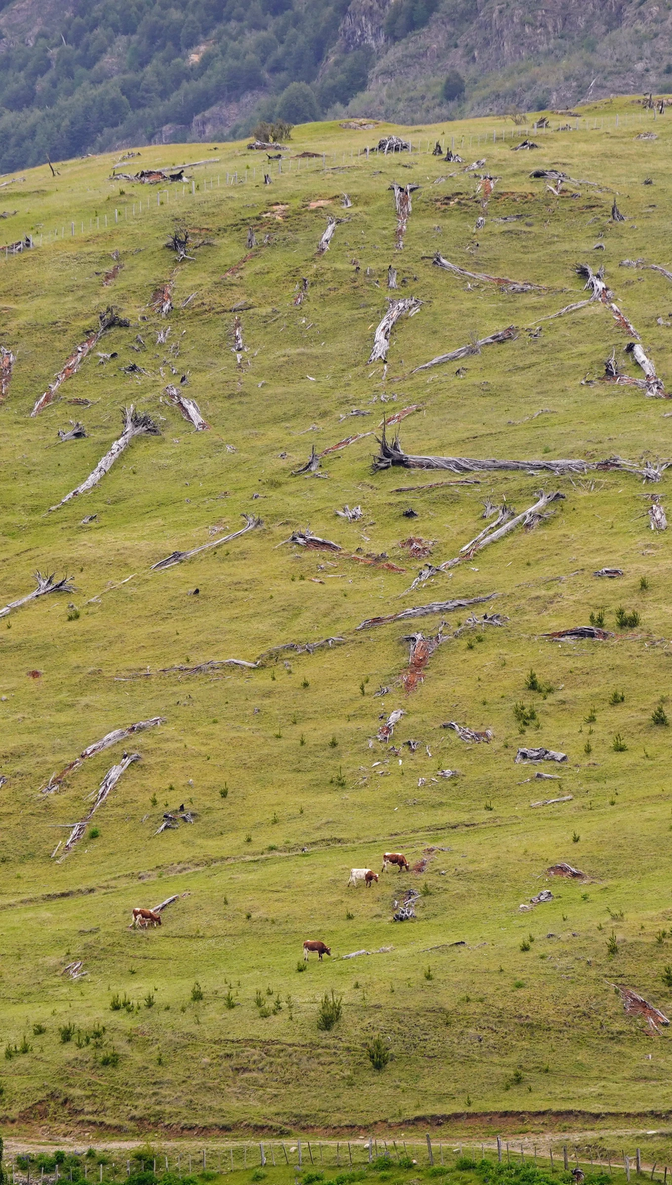 Deforested hillside, Patagonia