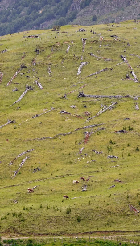 patagoniacattle