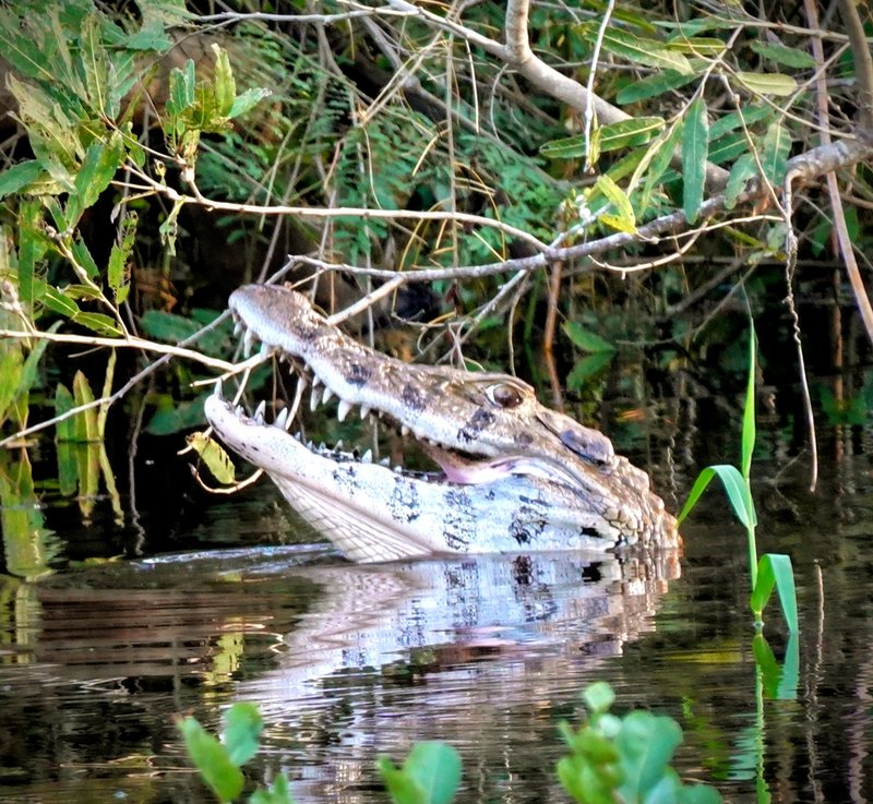 A caiman, Bolivian Amazon